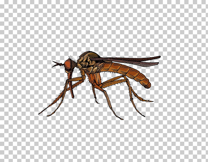 Fly Insect Marsh Mosquitoes Hematophagy, Brown insect