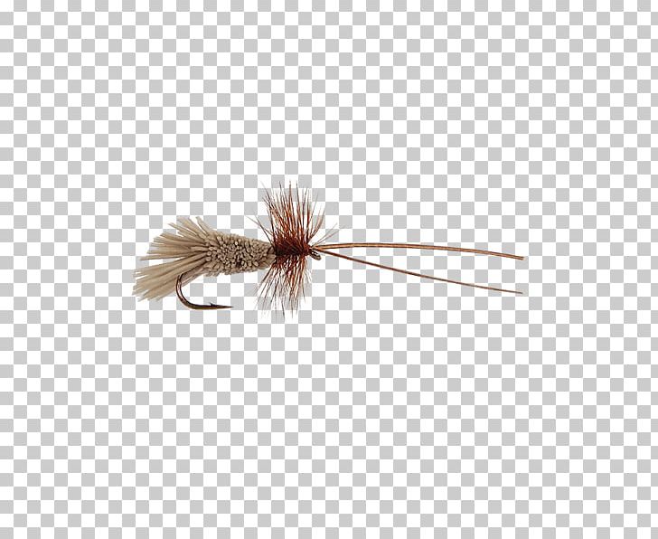 Insect quill brown.