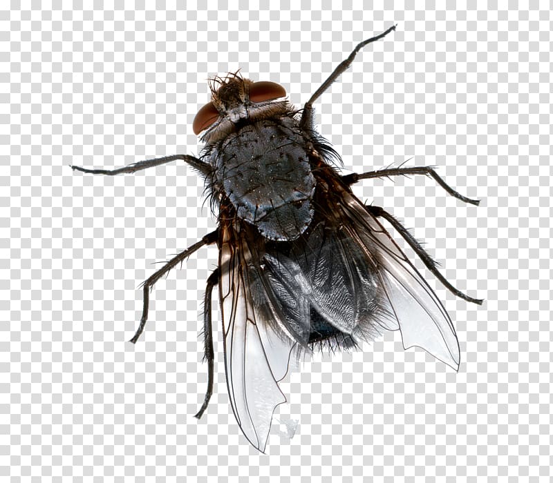 Brown and black fly, Insect Cockroach Fly
