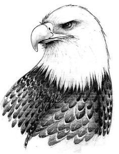 Best eagle head.