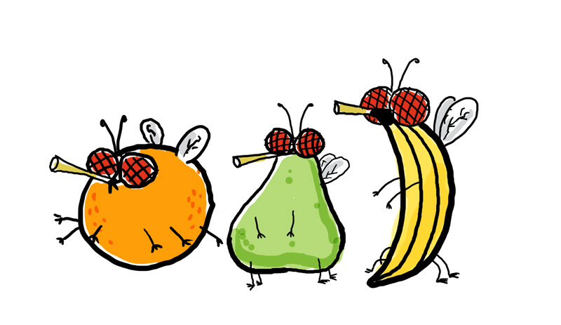 Fruit fly clipart.