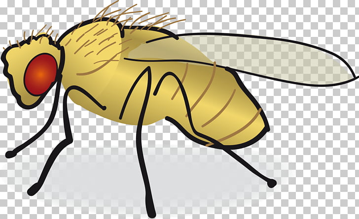Common fruit fly Drawing , fly PNG clipart