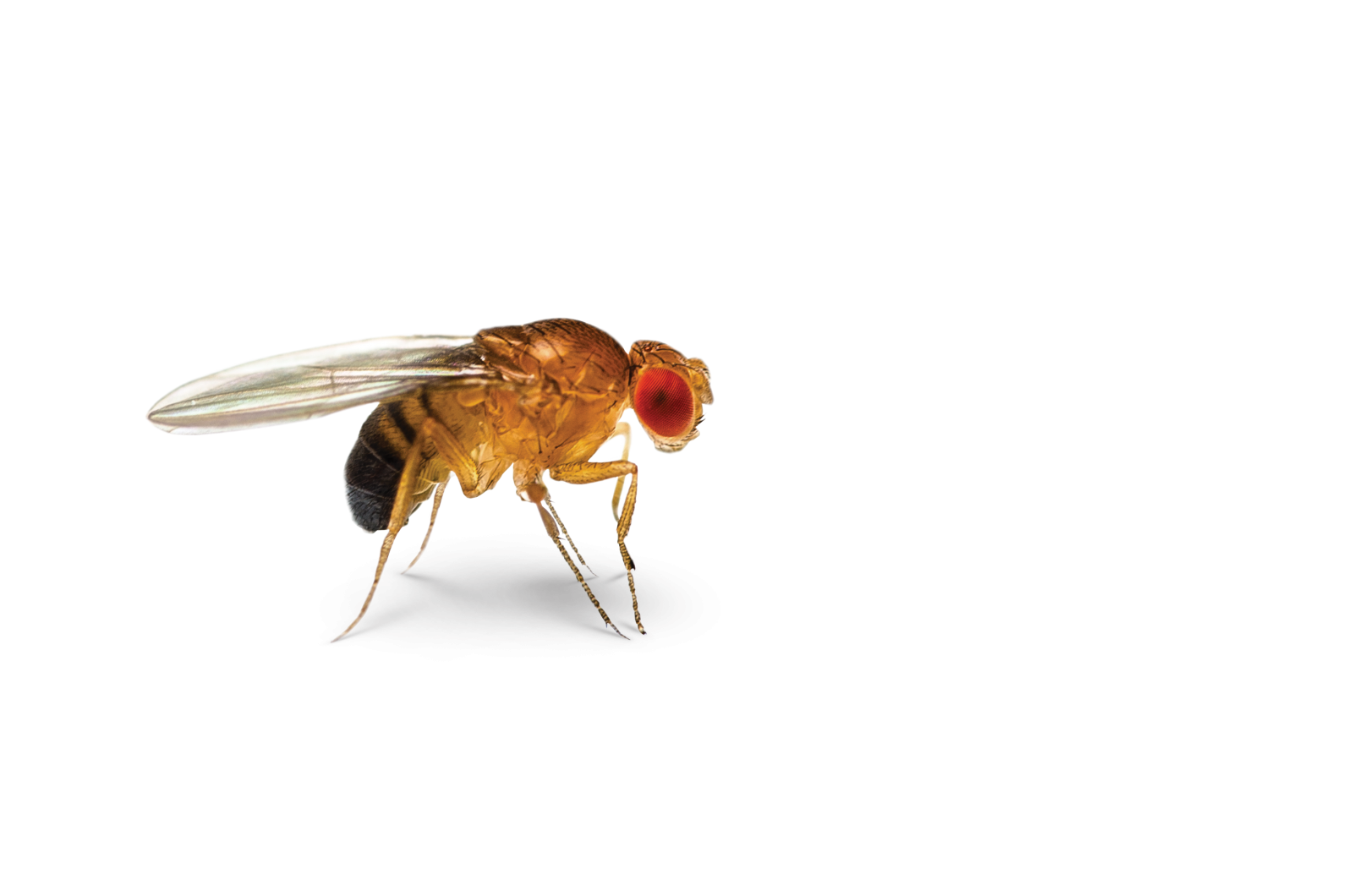 Insect Cockroach Common fruit fly Fruit flies Pest