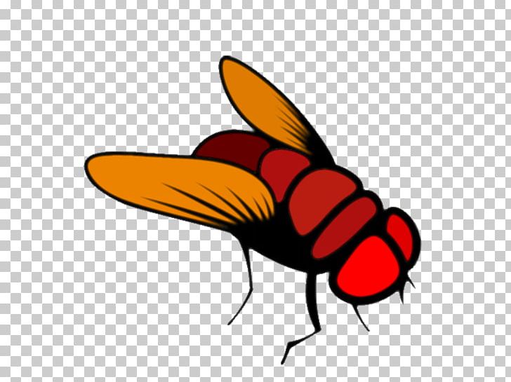 Common Fruit Fly Brain Hackathon PNG, Clipart, Artwork, Beak