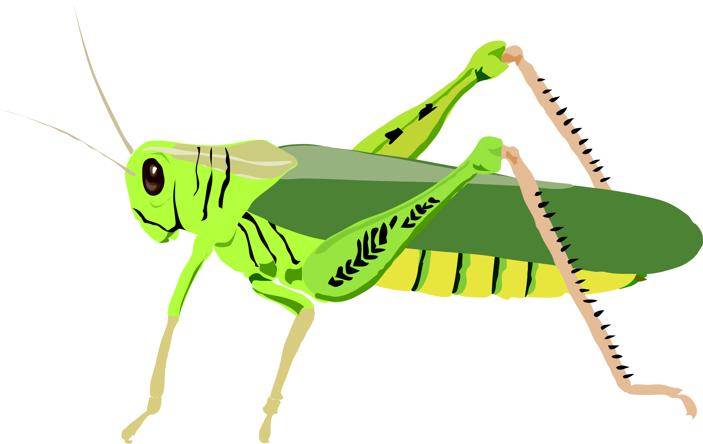 Grasshopper clipart images.