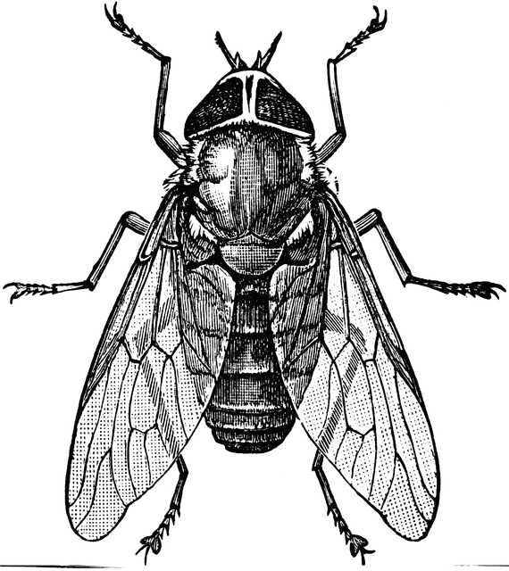 Dorsal View of Horsefly