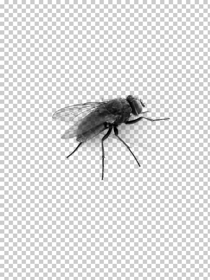 Fly Top Side, black horsefly PNG clipart