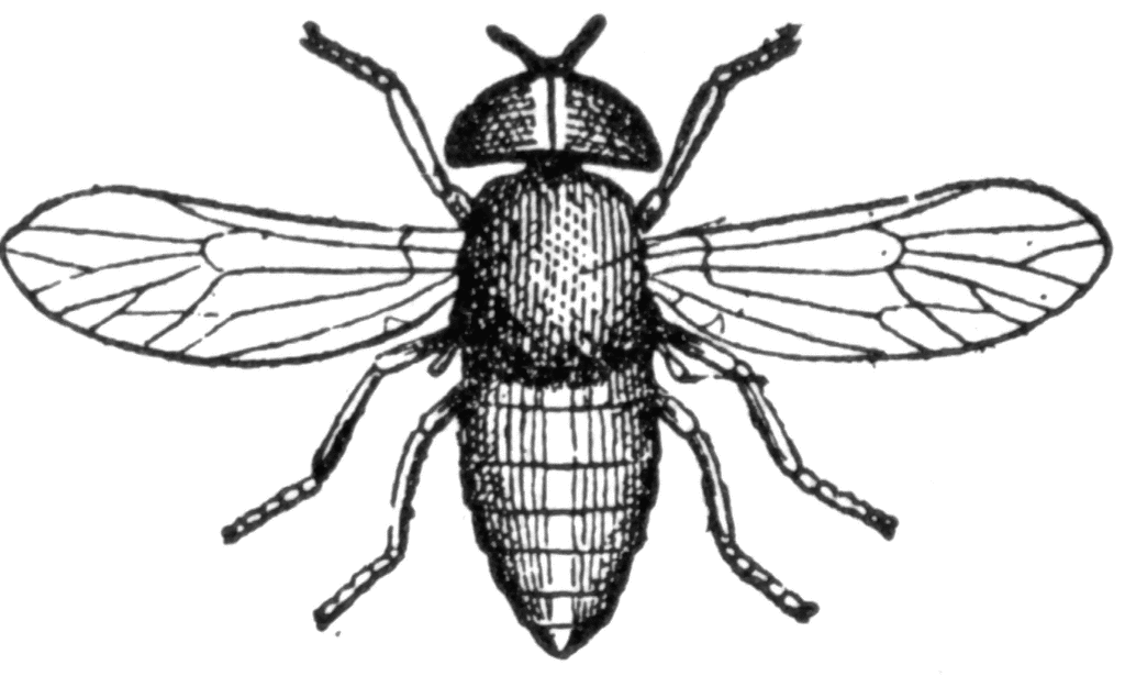 Horse fly clipart.