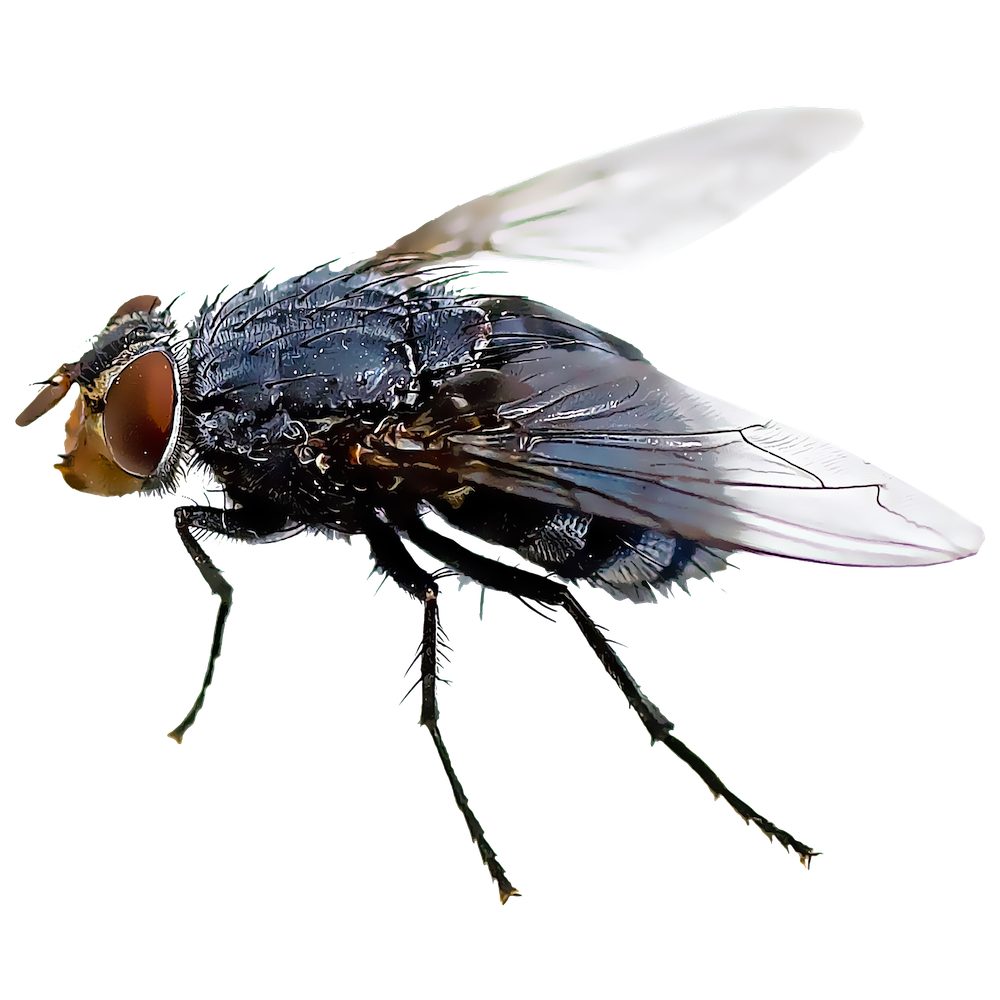 Black fly Insect Mosquito Housefly