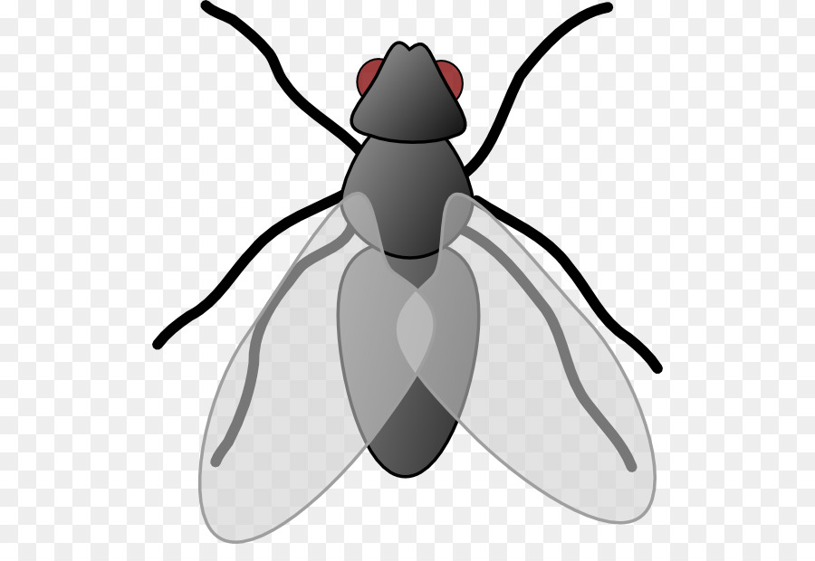 Insect Fly Free content Clip art