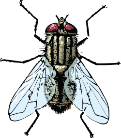 Clipart fly banner.