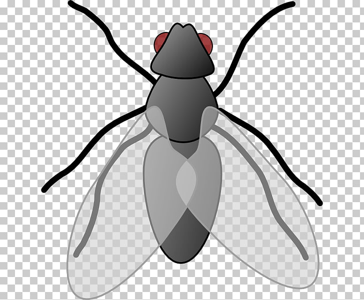 Insect Fly Free content , Housefly s PNG clipart