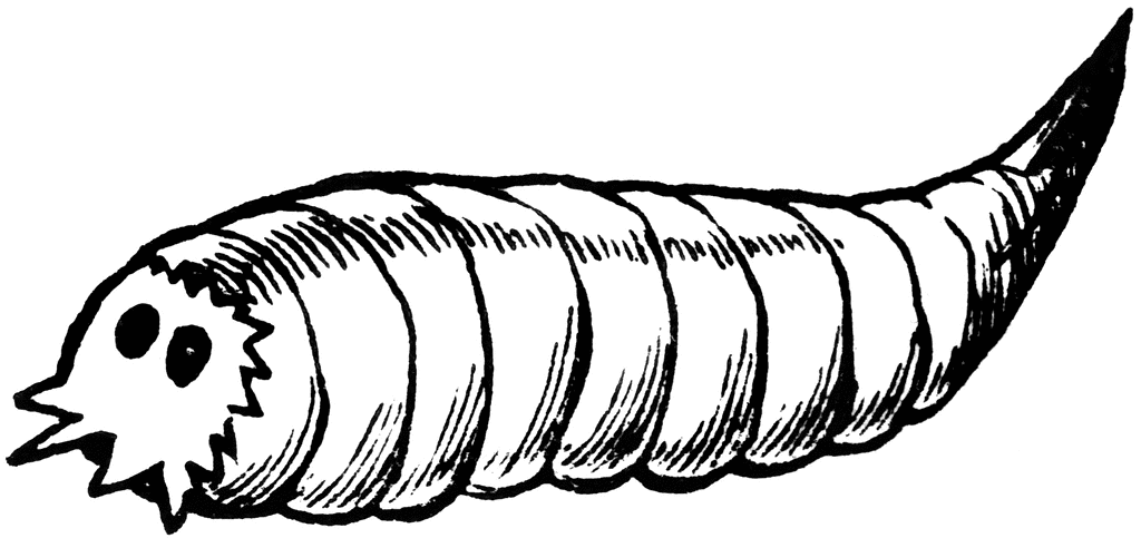 Seedcorn maggot clipart.