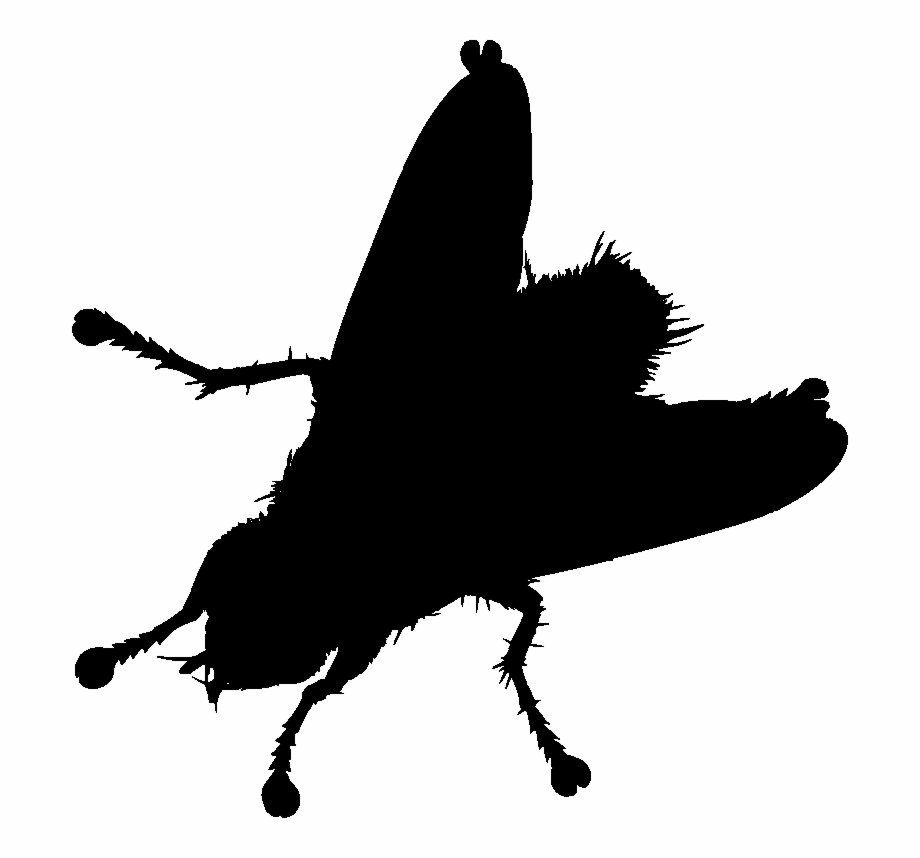 Input House Fly Silhouette Free PNG Images