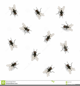 fly clipart white