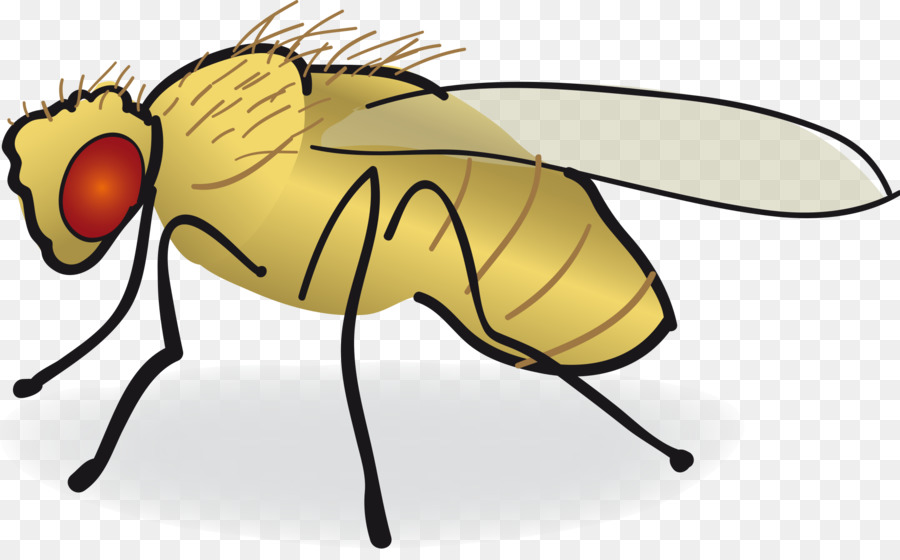 fly clipart yellow