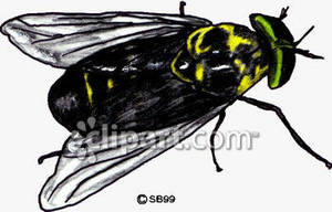 A Black and Yellow Fly Royalty Free Clipart Picture