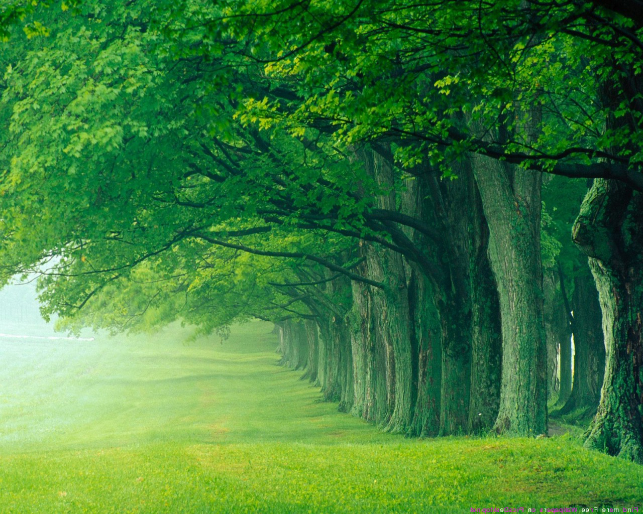 Beautiful green forest.