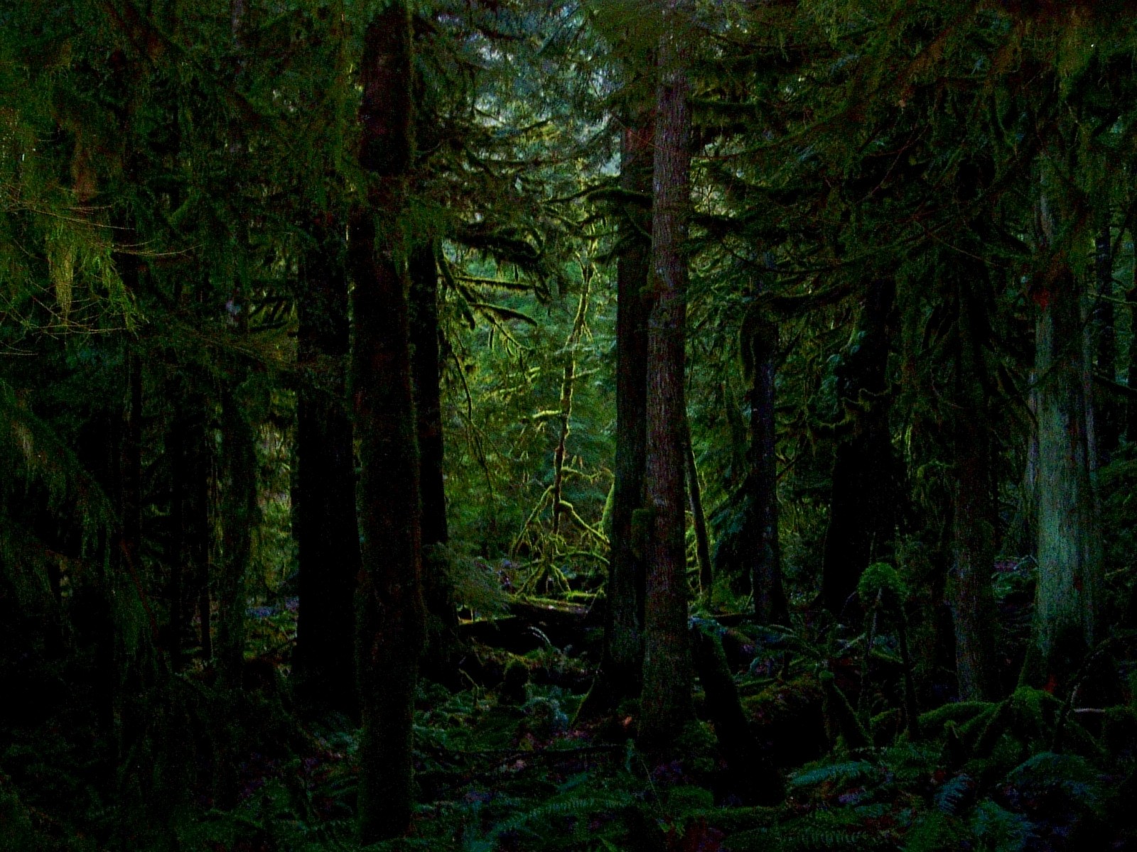 Dark forest clipart.
