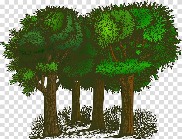 Tree Forest , Tree transparent background PNG clipart