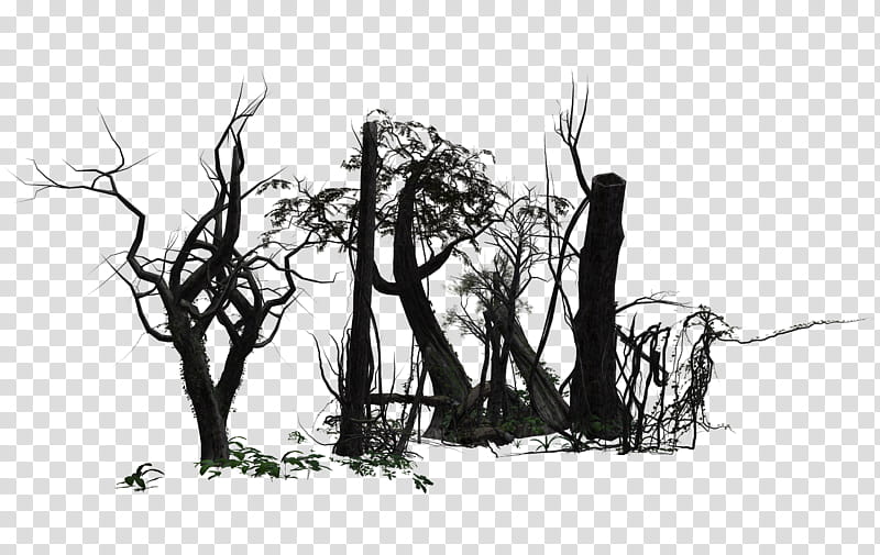 Forest , bare trees illustration transparent background PNG