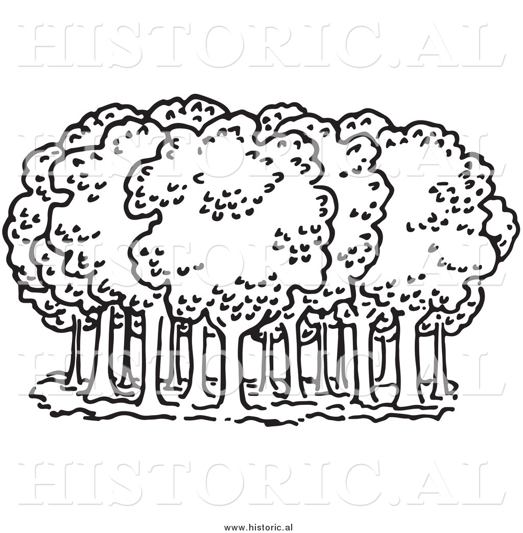 Forest trees clipart black and white