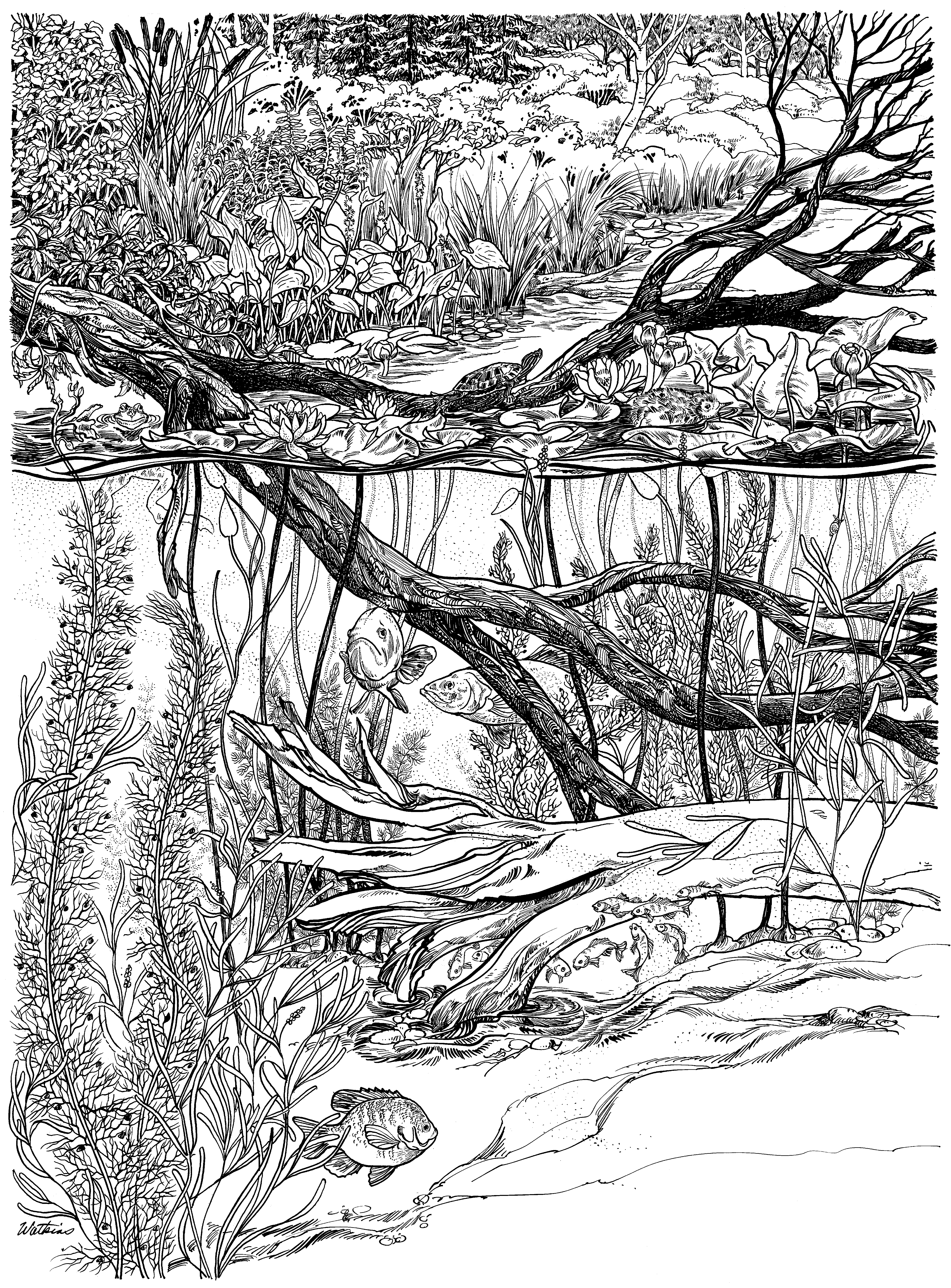 forest clipart black and white habitat