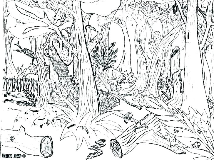 Forest habitat drawing.