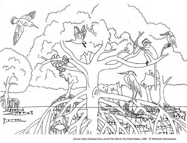 Mangrove Tree Drawing at PaintingValley