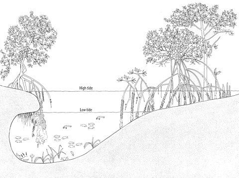 Mangrove tree drawing.