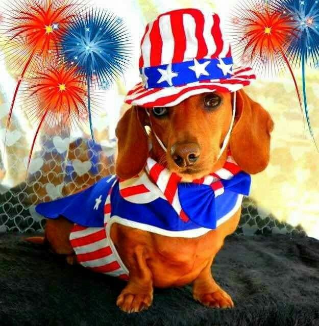 Free patriotic dog.