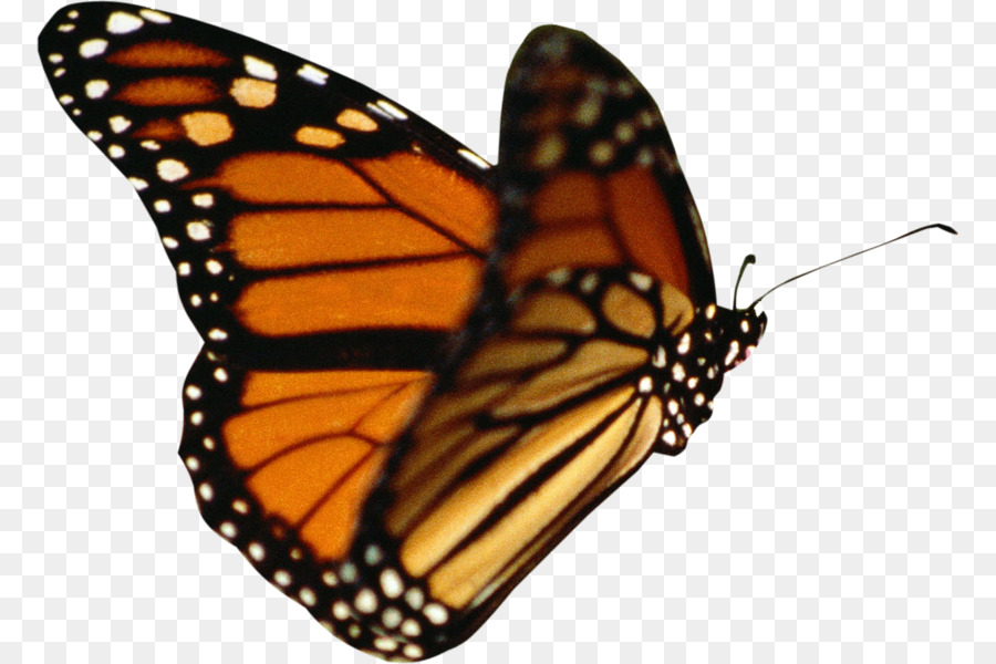 Free Animated Butterfly Png