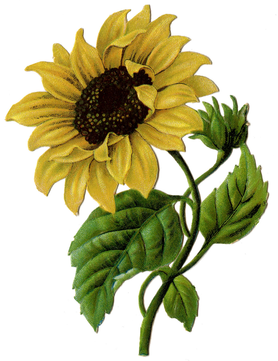 Free Fall Sunflower Cliparts, Download Free Clip Art, Free