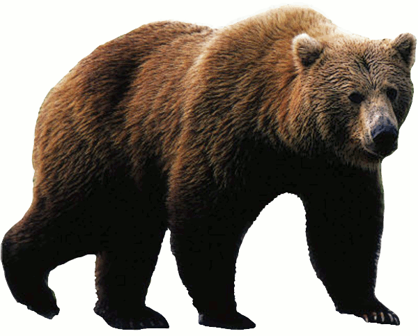 free bear clipart grizzly