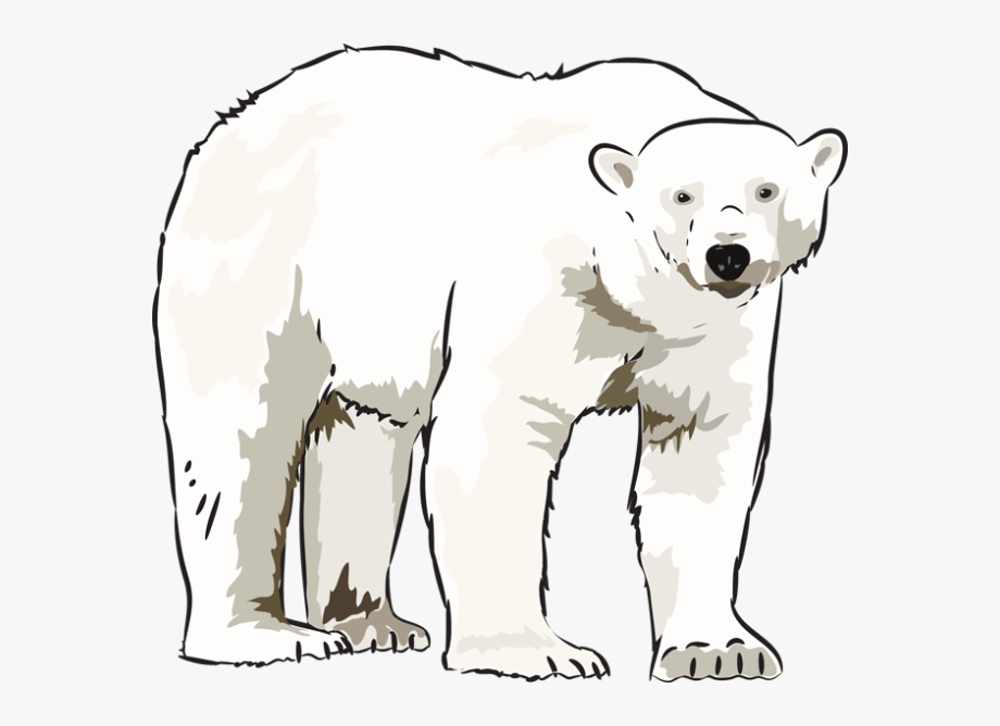 Art Polar Bear Clipart Kid