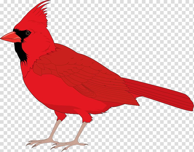 Northern cardinal st.