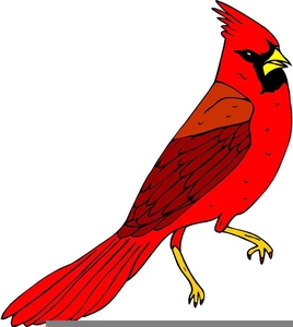 Cardinal bird clipart.