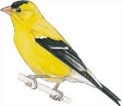 Free American Goldfinch Cliparts, Download Free Clip Art