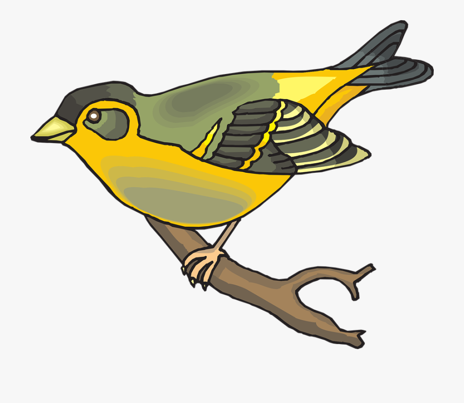 Feathers Bird, Branch, Wings, Animal, Beak, Goldfinch