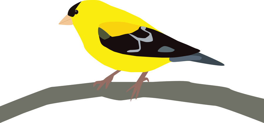 Free american goldfinch.
