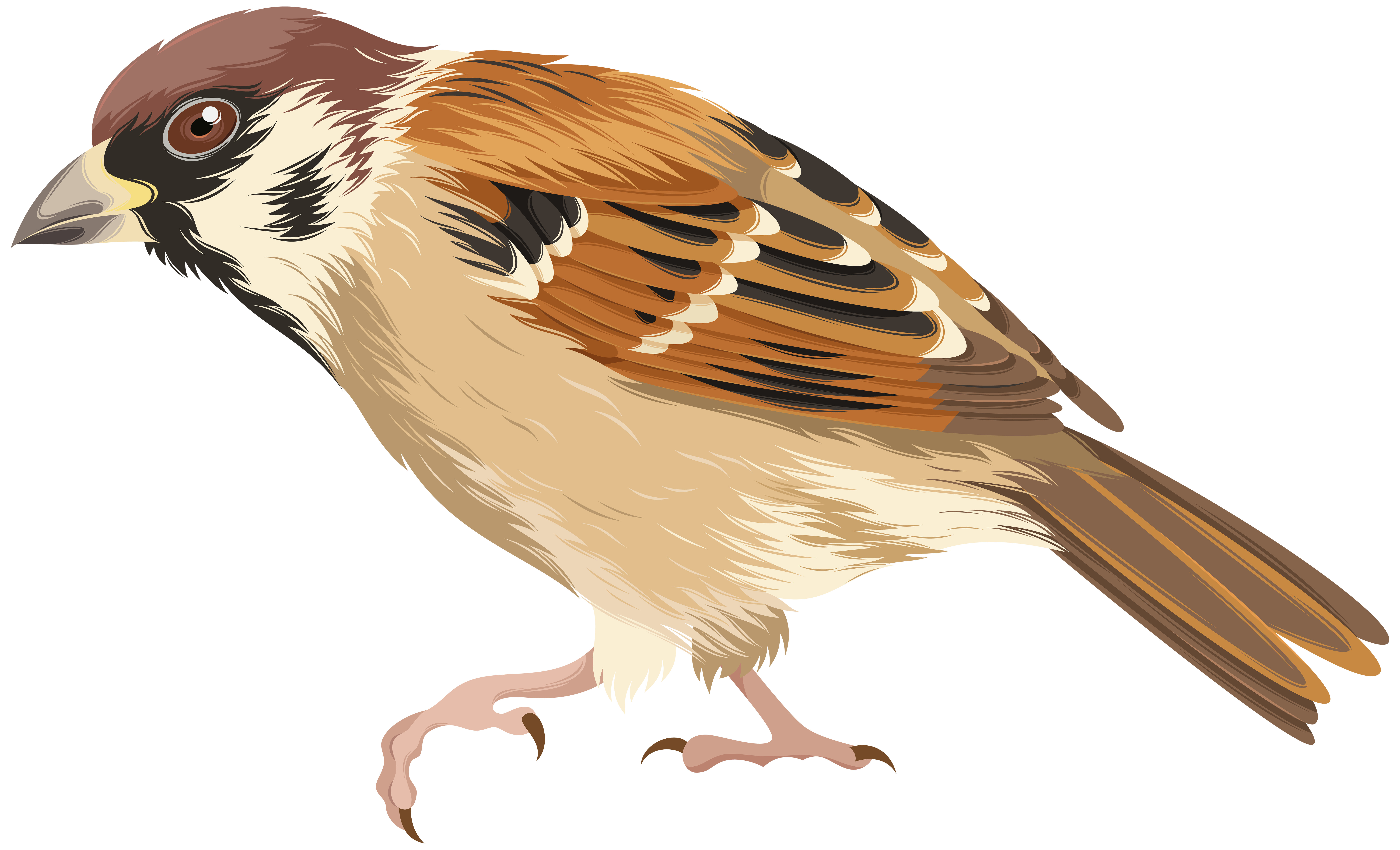 Sparrow PNG Clip Art Image