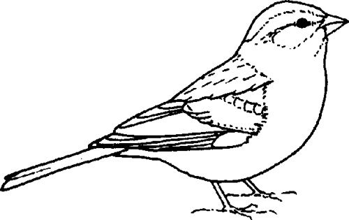 free bird clipart sparrow