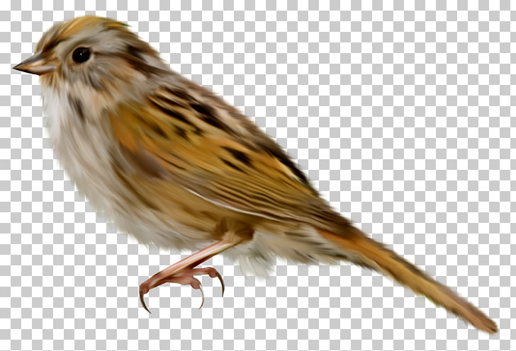 House Sparrow Bird , Sparrow sticker PNG clipart