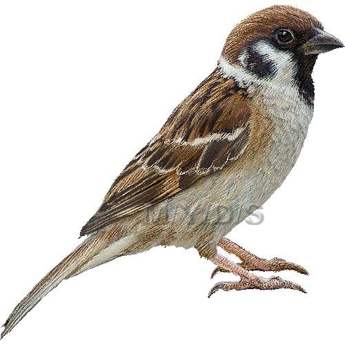 Tree sparrow clipart.