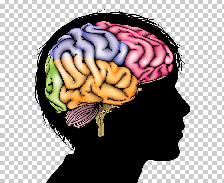 Human brain anatomy.