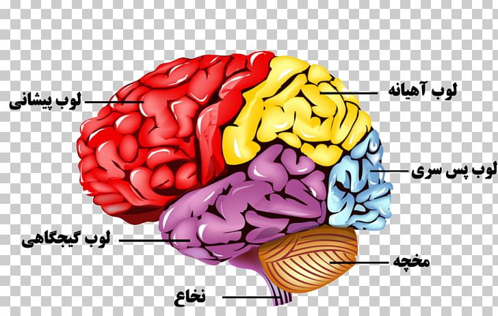 Human Brain Nervous System Human Body Anatomy PNG, Clipart