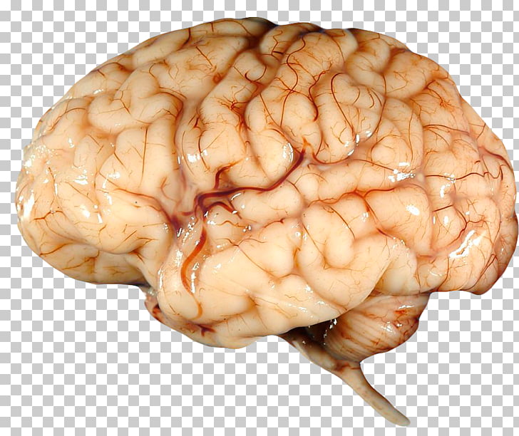 Human brain human.