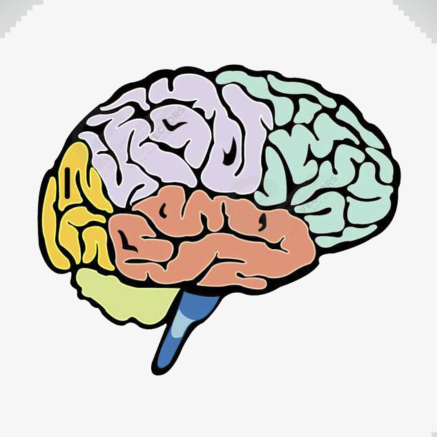 Brain clipart colored, Brain colored Transparent FREE for