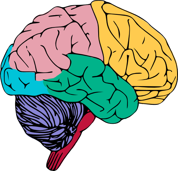 free brain clipart colorful