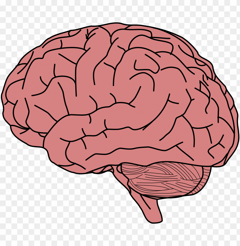 Human brain drawing.